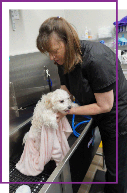 Pet Supplies Plus Grooming Academy, Edgewood Landscape Supply Southgate Mi